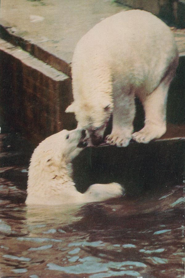 Белые медведи, 1968 год