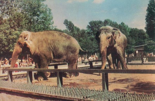 Слоны азиатские, 1968 год