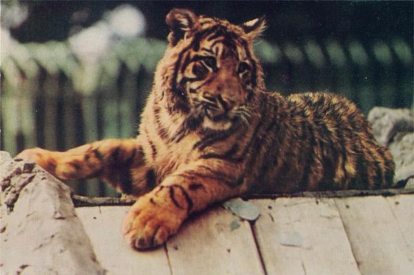 Тигр, 1968 год
