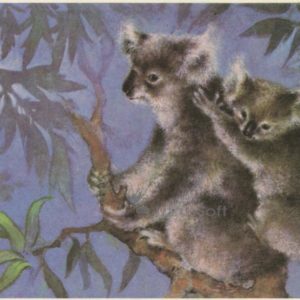 Koala. A. Isakov, 1982
