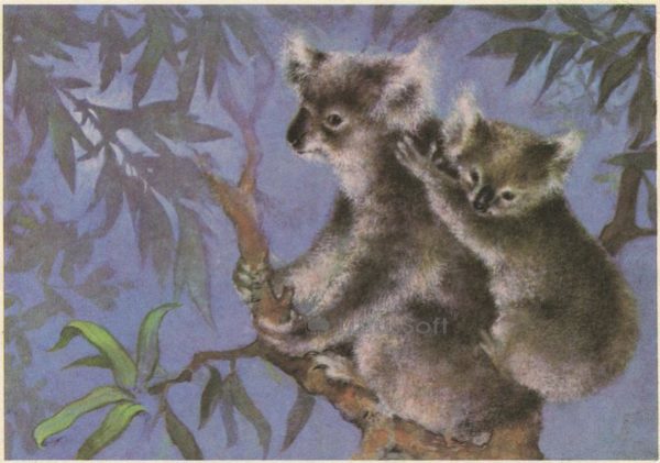 Koala. A. Isakov, 1982