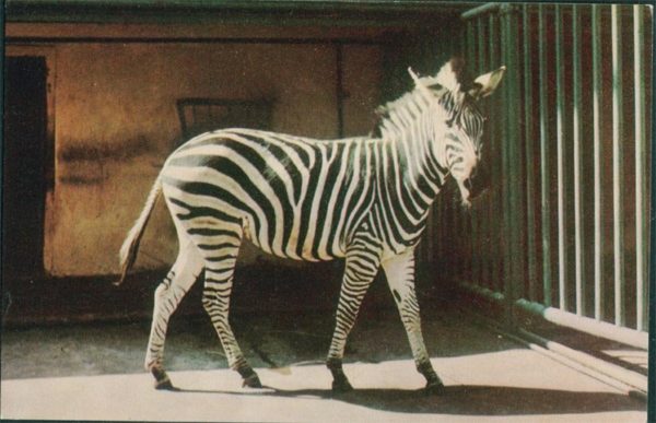 Zebra, 1968