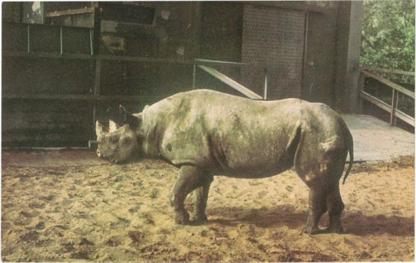 Носорог, 1968 год