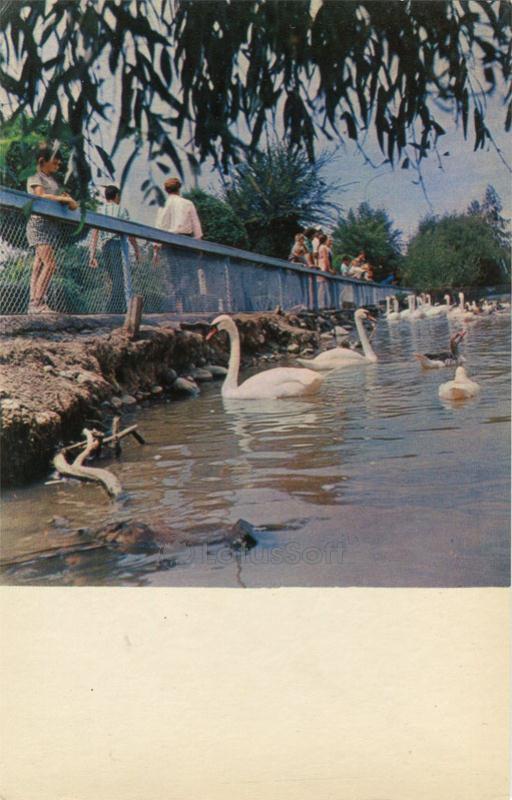 Лебеди на ВДНХ Киргизской ССР. Фрунзе (1974 год)