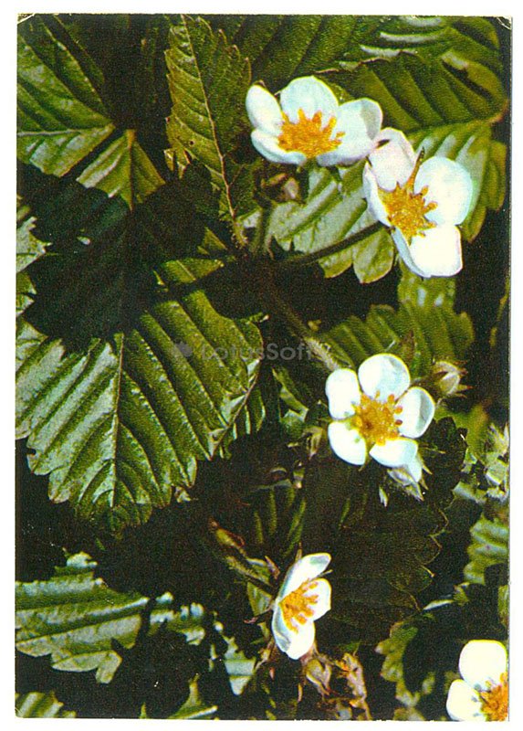 Strawberry timber, 1977