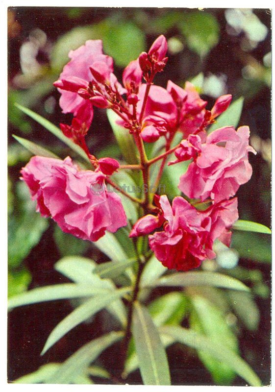 Oleander ordinary, 1977