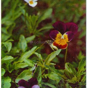 Viola tricolor, 1977