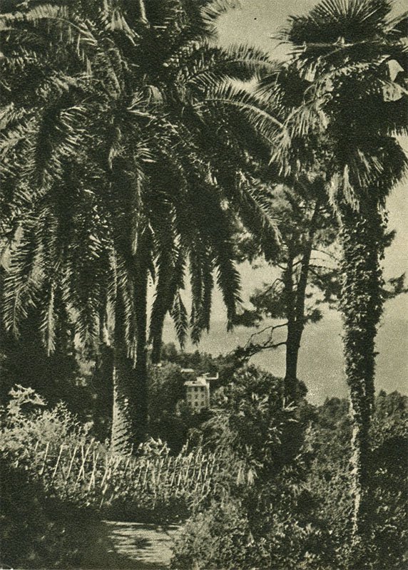 Батуми. Ботанический сад, 1955 год