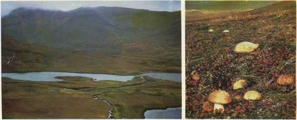 Tundra lakes in the south-east of the island of Bering, 1975