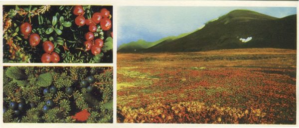 Blueberries, Shiksha, cranberries Komondor, 1975