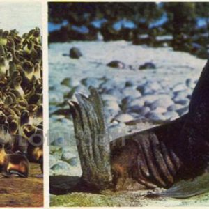 Rookery of seals on the Commander Islands, 1975