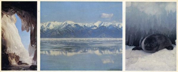 Ледяные горы. Пришла весна. Байкальская нерпа, 1978 год