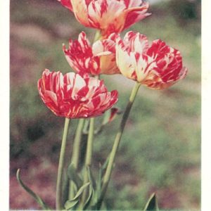 Тюльпаны, 1968 год