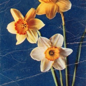 Narcissuses, 1968