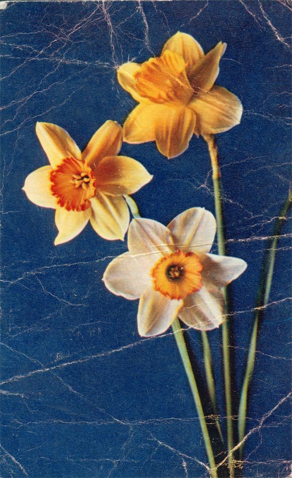 Нарцисы, 1968 год