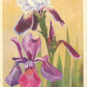 Irises, 1974