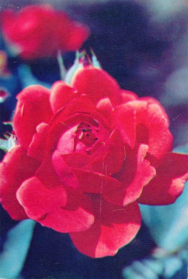 Роза Метеор, 1983 год
