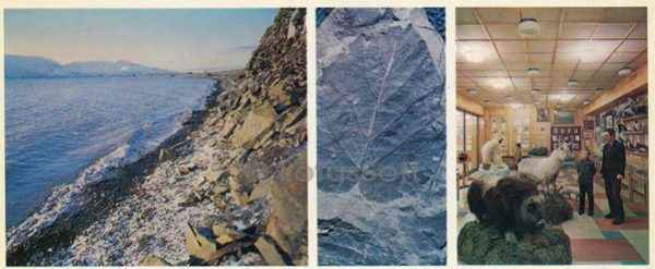 Barentsburg neighborhood. The vegetation of the archipelago. In the local history museum, 1978