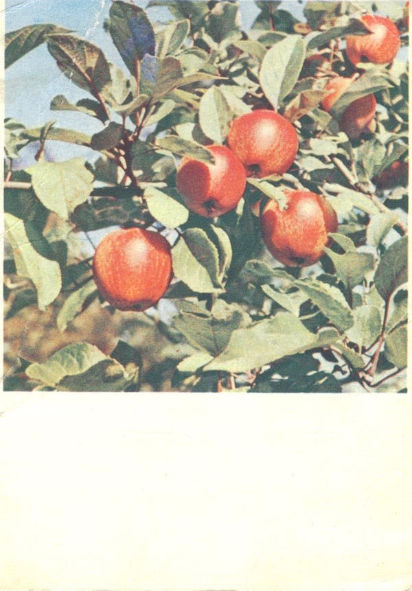 Apples, 1963