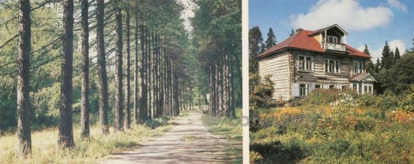 Alley larches on a Farm Hill. Cottage Archimandrite, 1986