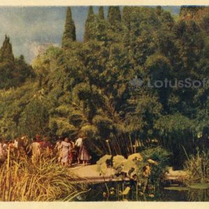 Nikita Botanical Garden, Bamboo Grove. Crimea, 1961