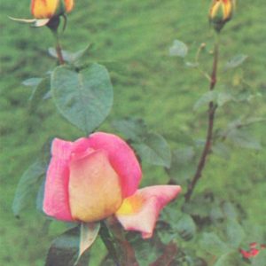 Роза чайно-гибридная, сорт "глория-дей", 1976 год