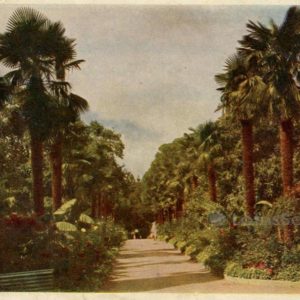 Никитский ботанический сад. Крым, 1960 год