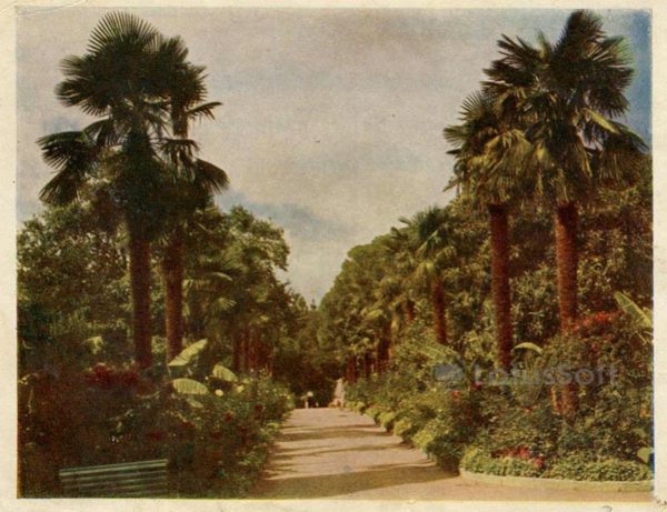 Никитский ботанический сад. Крым, 1960 год