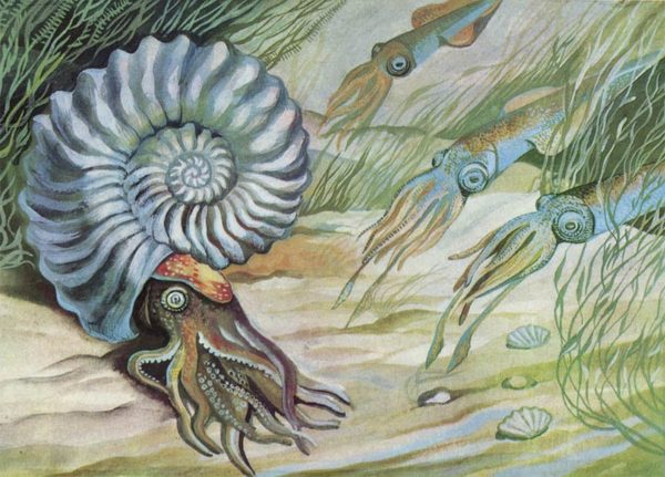 Ammonites and belemnites, 1983
