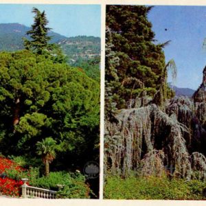 Pine Italian. Cedar atlessky. Nikita Botanical Garden. Crimea, 1980
