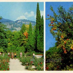 Розарий. Гранатовое дерево. Никитский ботанический сад. Крым, 1980 год
