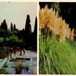 Water cascade. Pampas grass. Nikita Botanical Garden. Crimea, 1980