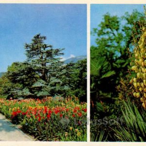 Vastaovnchy site. Nikita Botanical Garden. Crimea, 1980