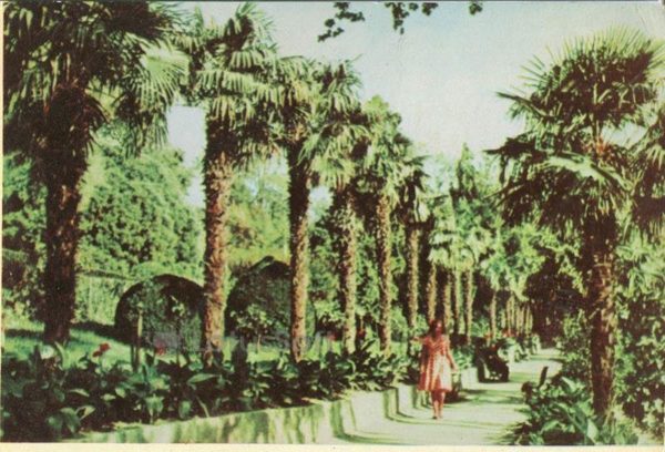 Пальмовая аллея. Алупка. Крым, 1964 год