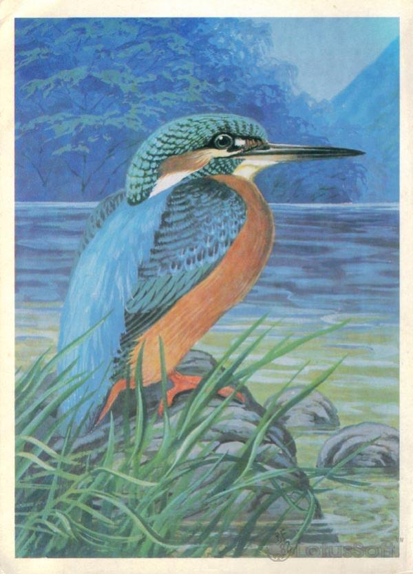 Kingfisher, 1984
