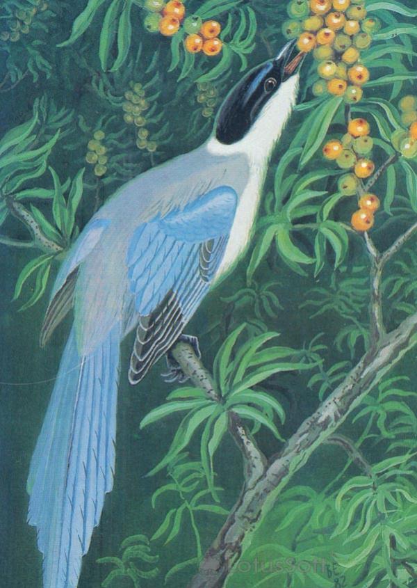 Blue magpie, 1984