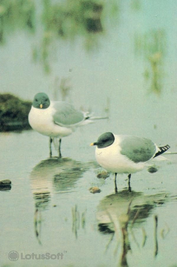 Вилохвостые чайки, 1985 год