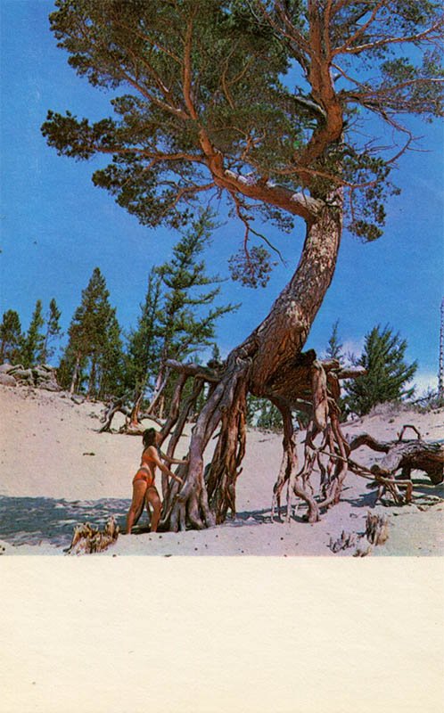 Ходульное дерево. Байкал, 1971 год