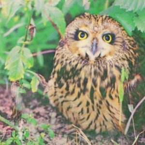Owl, 1983