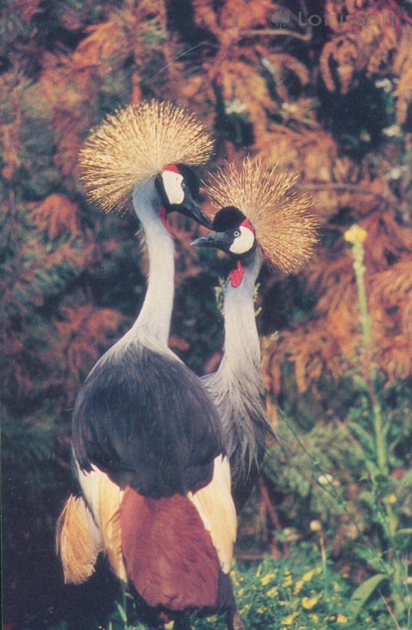 Crowned cranes, 1985