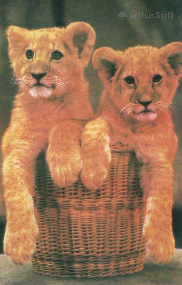 Cubs, 1985