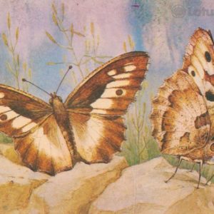 Бабочка Бризеида, Satyrus briseis L.), 1983 год