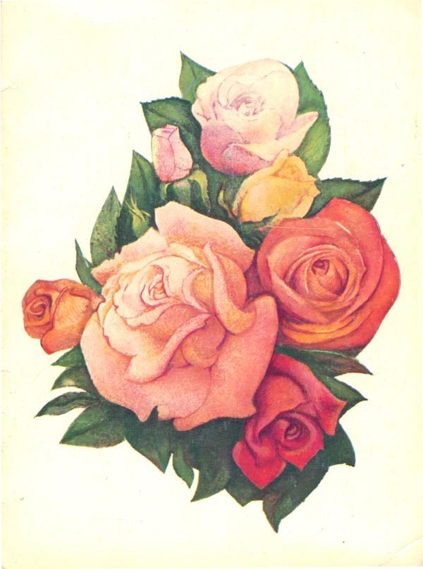 Розы, 1979 год