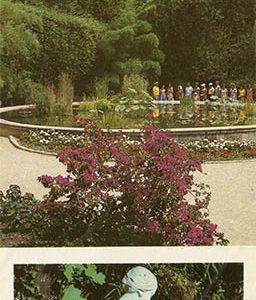 Бассейн для водных  экзотов в Нижнем парке. Никитский ботанический сад, 1986 год