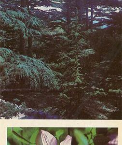 Роща ливанских кедров в Нижнем парке. Никитский ботанический сад, 1986 год