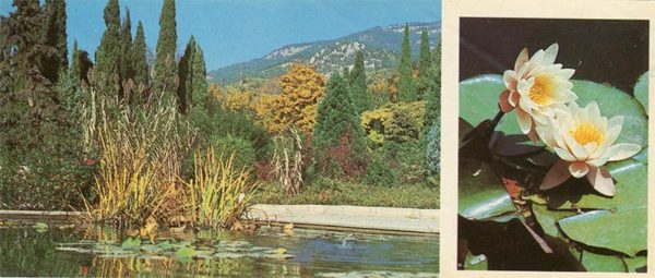 Бассейны для водных эксзотов в Верхнем парке и парке Монтедор. Никитский ботанический сад, 1986 год