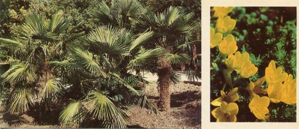 Palm trees in the seaside park. Nikita Botanical Garden, 1986