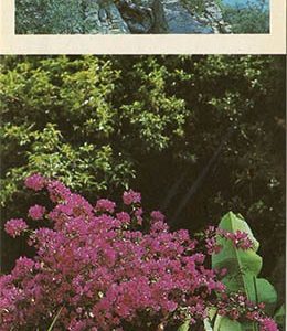 Strawberry tree at the seaside park. Nikita Botanical Garden, 1986