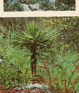 Беседка в Нижнем парке. Никитский ботанический сад, 1986 год