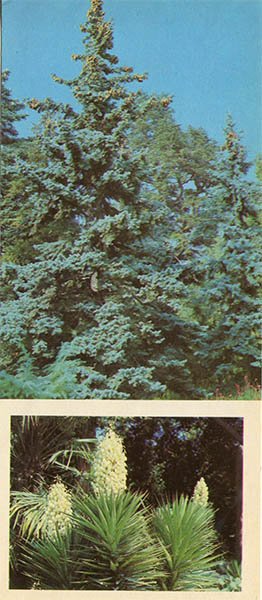 Хвойные экзоты в Верхнем парке. Никитский ботанический сад, 1986 год